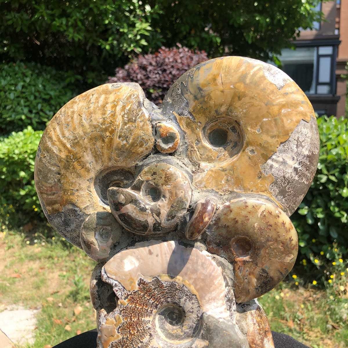 9.24LB Rare! Natural Tentacle Ammonite Fossil Specimen Shell Healing Madagasc
