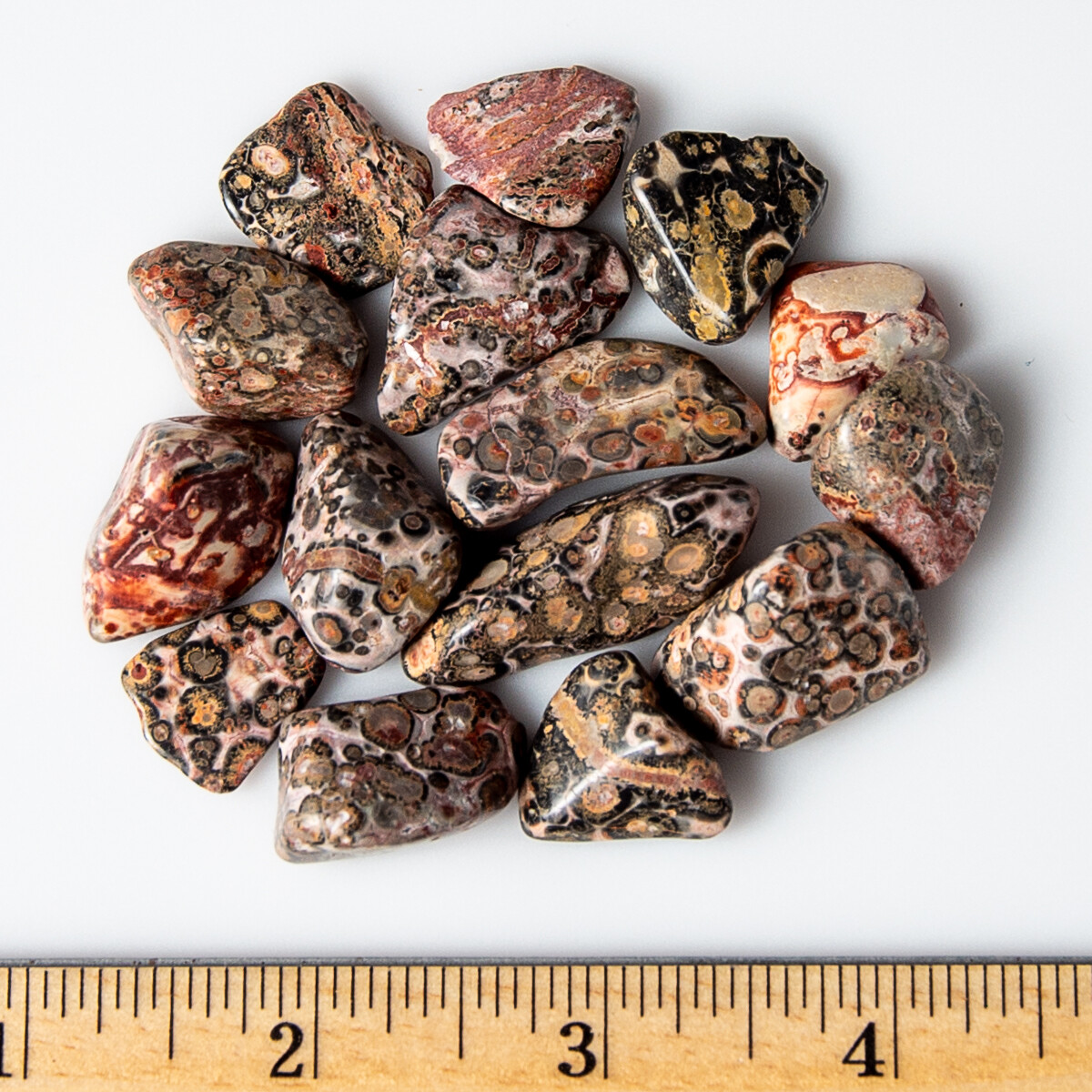 1/2 lb Tumbled Leopard Skin Jasper Gemstone Crystals 60-80 Stones Rock Specimens