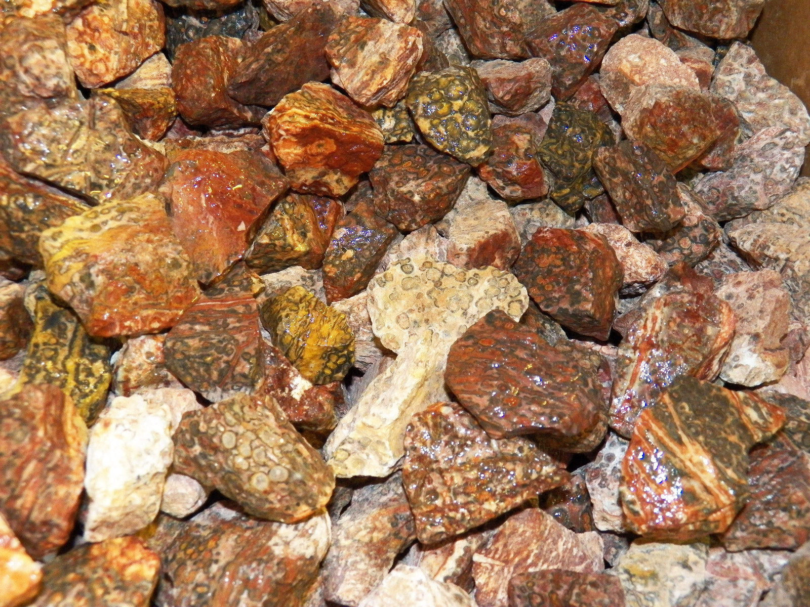 1 lb Leopardskin Jasper Rough Tumbling Rock from South Africa