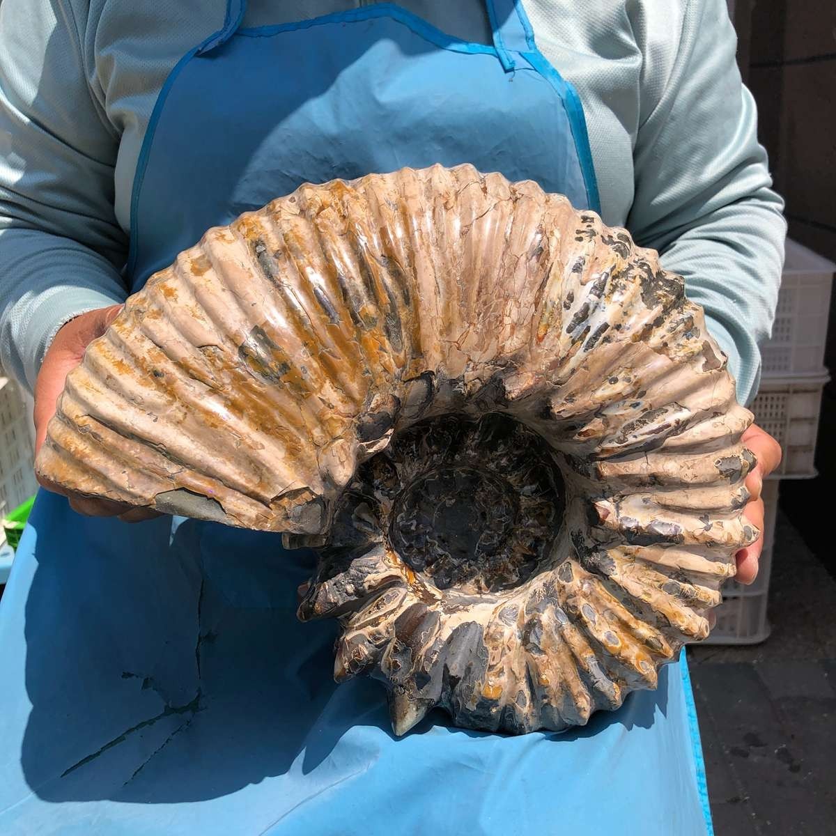 19.97LB Natural Beautiful Ammonite Fossil Conch Crystal Specimen Healing 5387