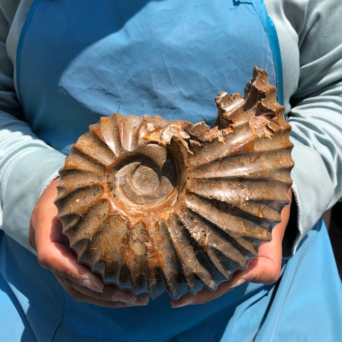 4.04LB Natural Beautiful Ammonite Fossil Conch Crystal Specimen Healing 5395
