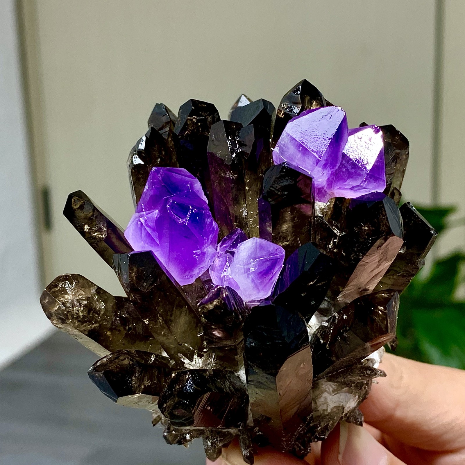 290G New Find black+purple Phantom Quartz Crystal Cluster Mineral Specimen