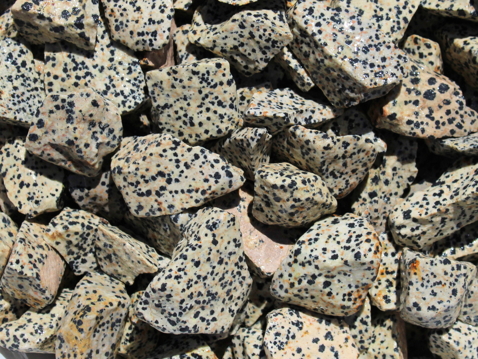 Dalmatian Jasper – Rough Rocks for Tumbling – Bulk Wholesale 1LB options