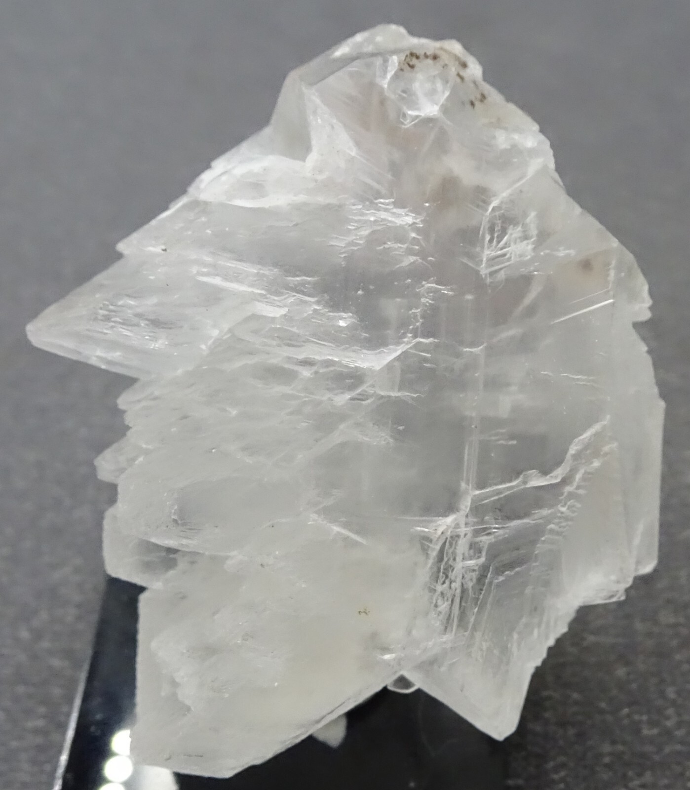 Gypsum “Fishtail Selenite” Crystal, Mexico- Mineral Specimen for Sale