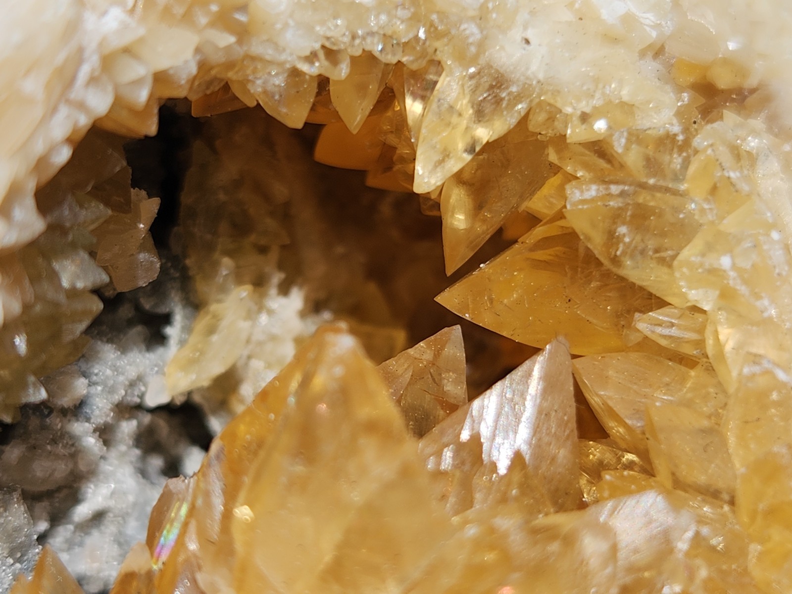 Calcite Crystal Clam Shell Fossil Rucks Pit Florida cut dogtooth clam honey UV