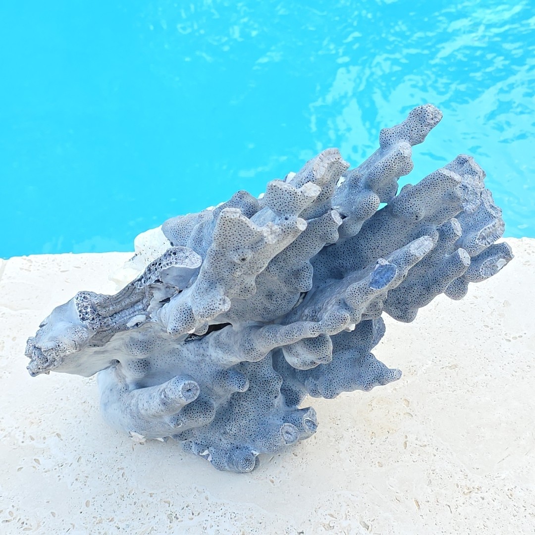 10 lb Nat Blue Coral Reef Cluster Marine Mineral Crystal Specimen Aquarium 14″