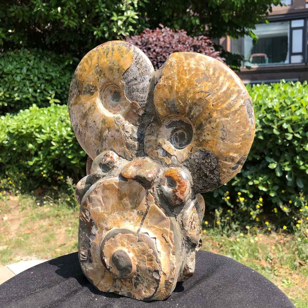 9.24LB Natural Beautiful Ammonite Fossil Conch Crystal Specimen Healing 5113