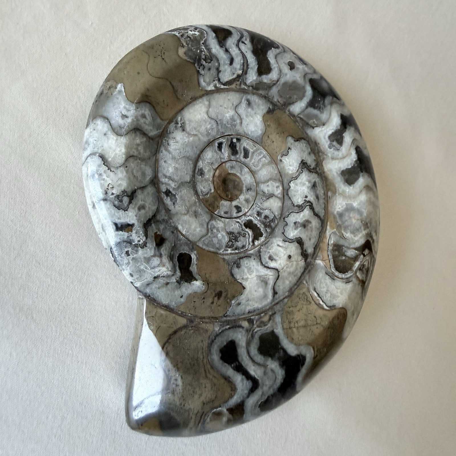 Polished Moroccan Goniatite Fossil Shell Ammonite Display Specimen Natural Stone