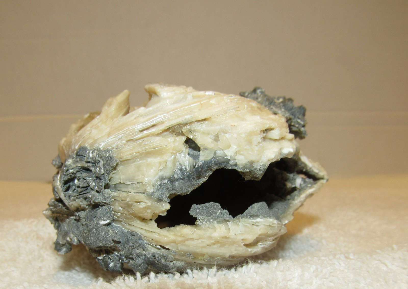 Golden Calcite Crystal Fossil Clam Shell Rucks Pit Florida