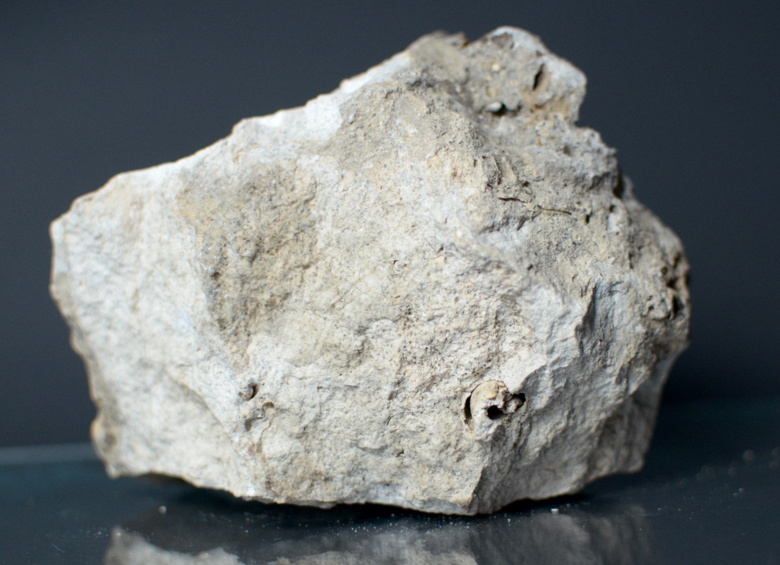 Fluorescent Aragonite Needle Spray in Fossil Matrix | Crystal River, Florida
