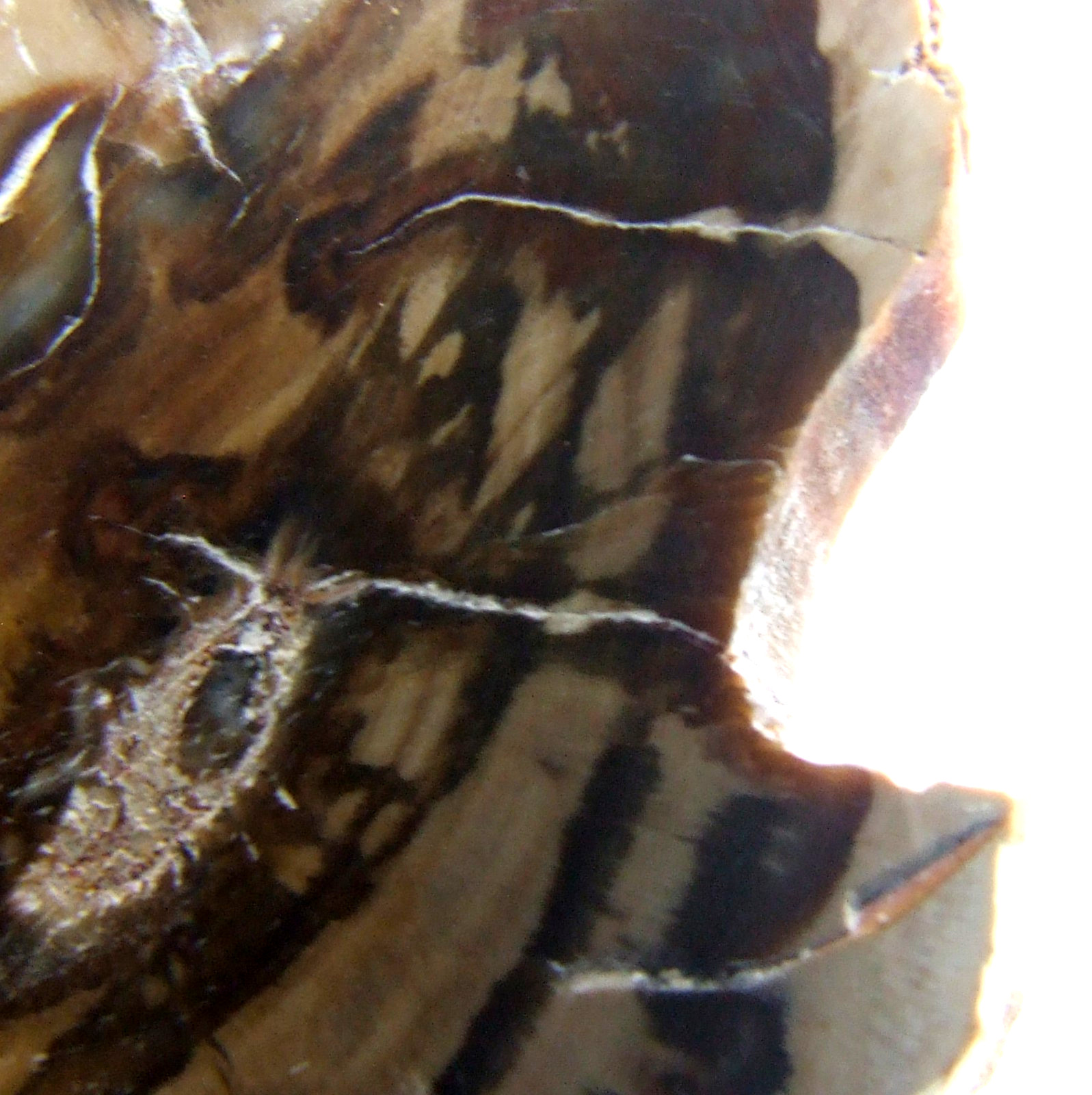 Fossil Petrified Wood Slice Madagascar Polished 4.5cm x 3cm 14g