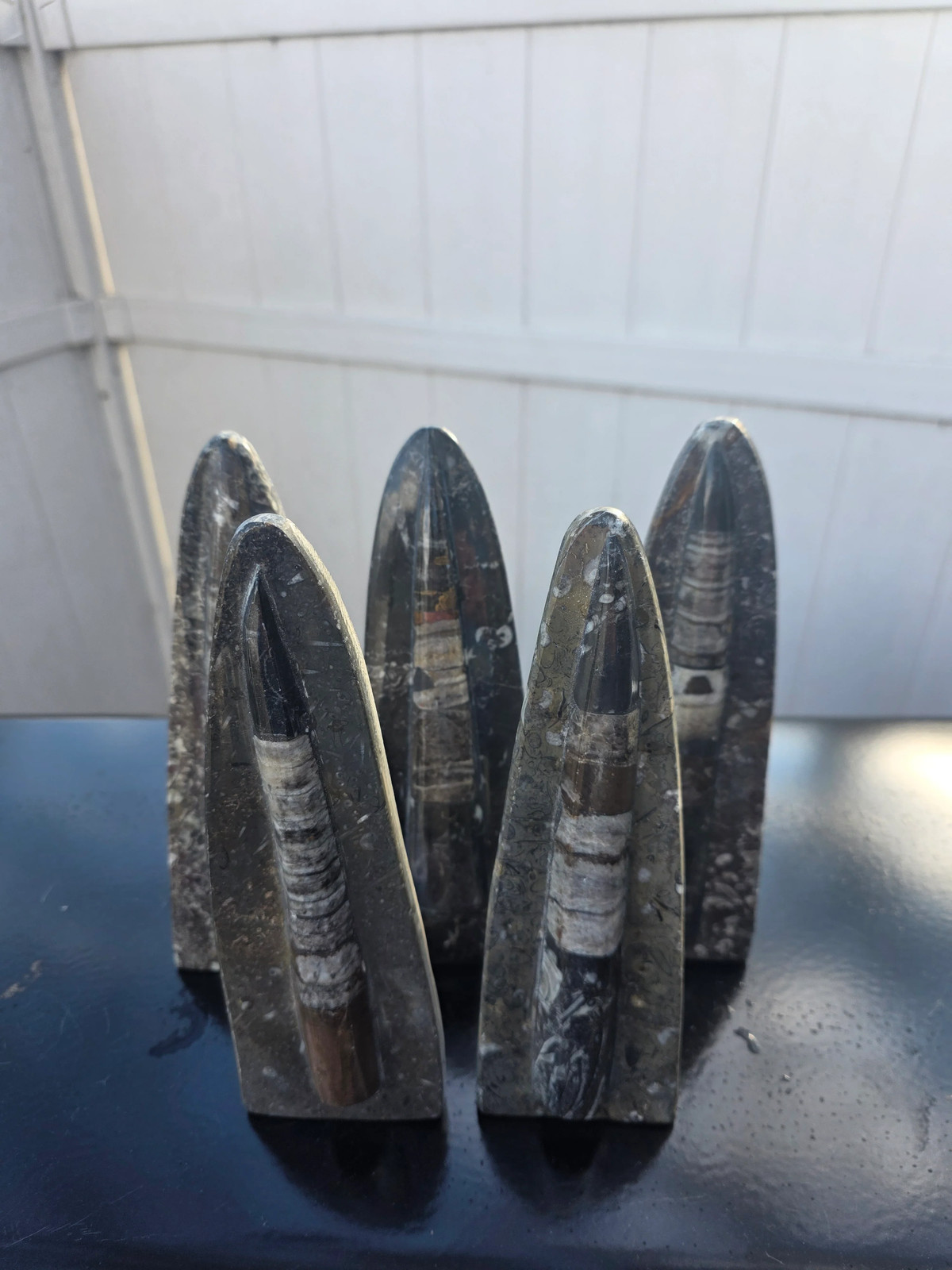 Single orthoceras nautiloids statue! 14 ounces, 8 inches tall