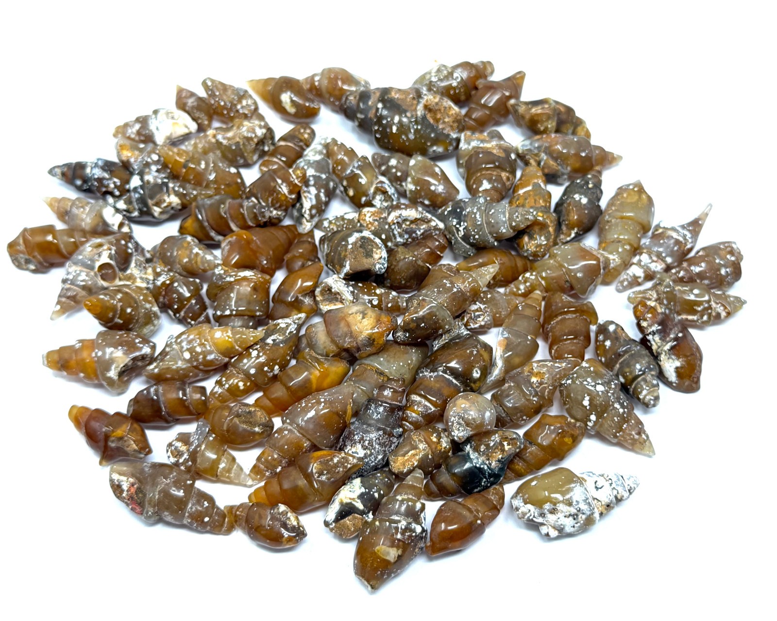 Agatized Shell Fossils From Morocco – Natural Fossilized Shell Specimens