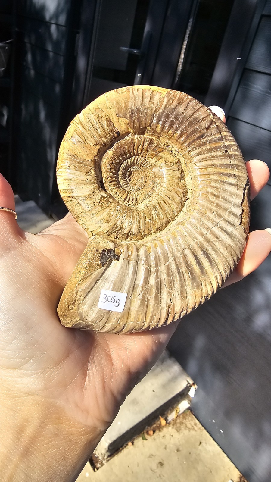 large natural Fossil ammonite crystal & stand 305g 11cm