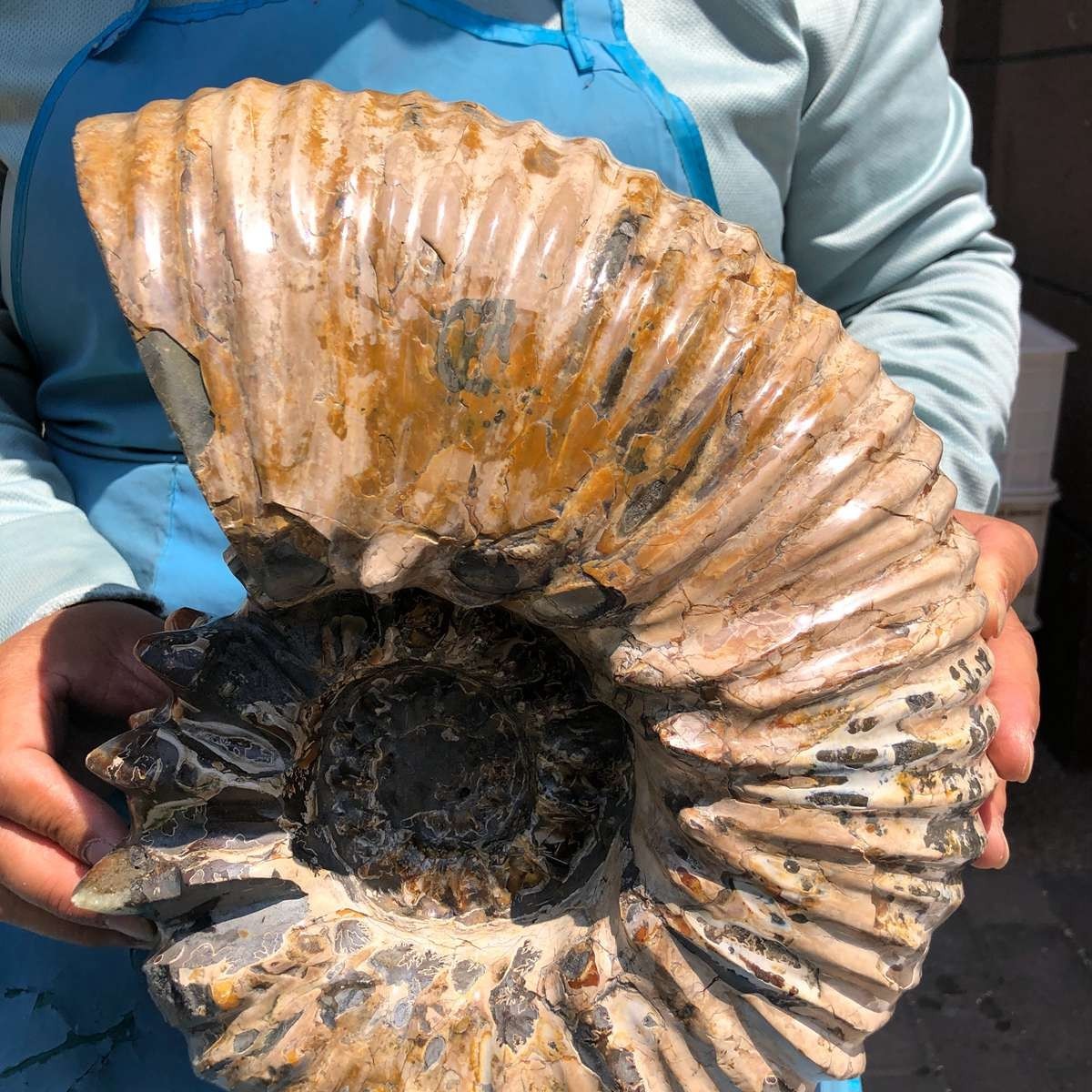 19.97LB Natural Beautiful Ammonite Fossil Conch Crystal Specimen Healing 5387