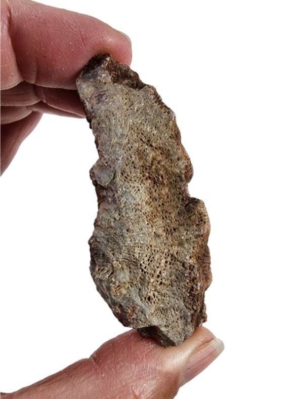 Petoskey Stone Natural Coral Morocco 74.2 grams.