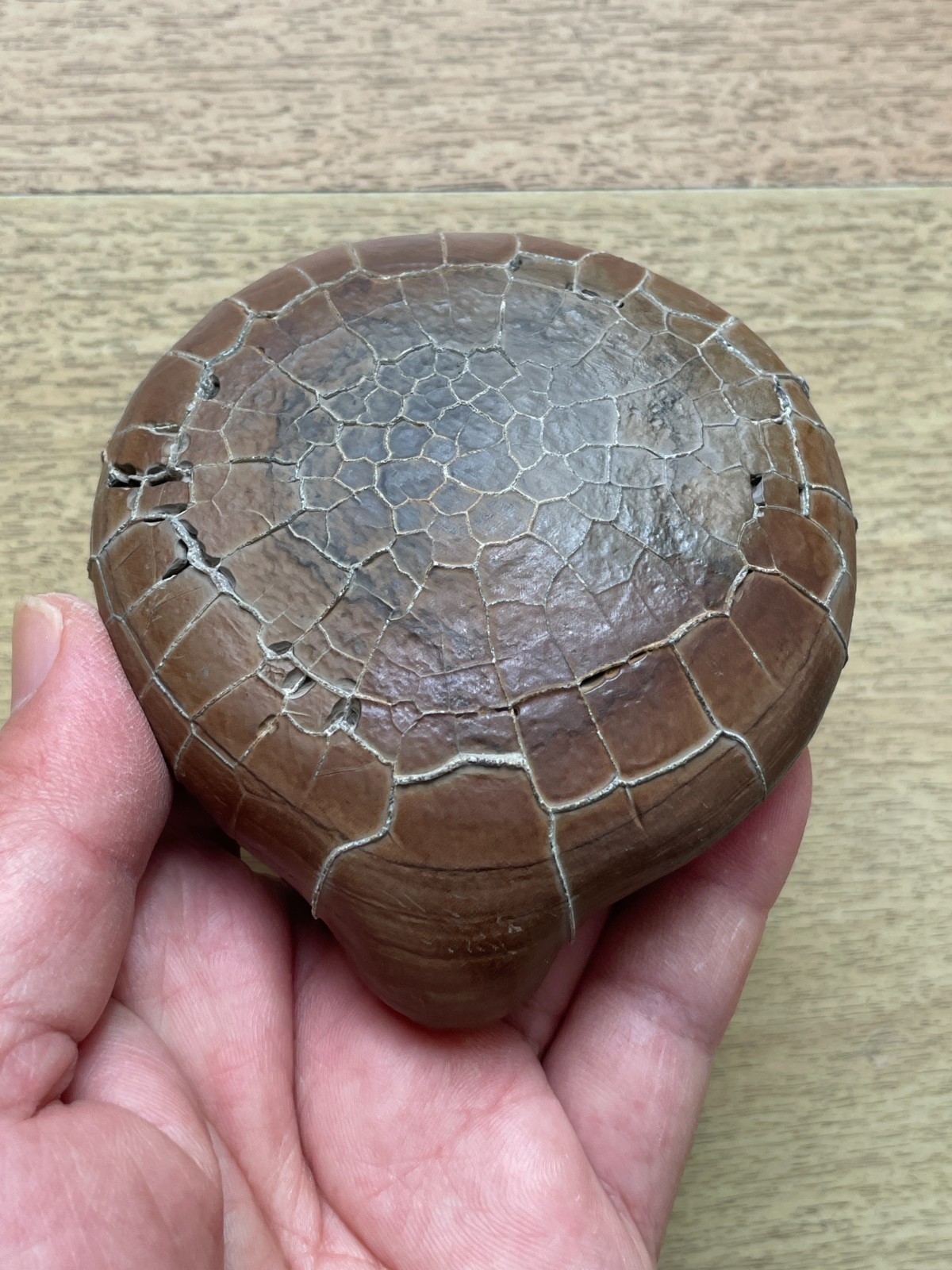412g beautiful Natural tortoise back pattern stone Moire stone Landscape stone