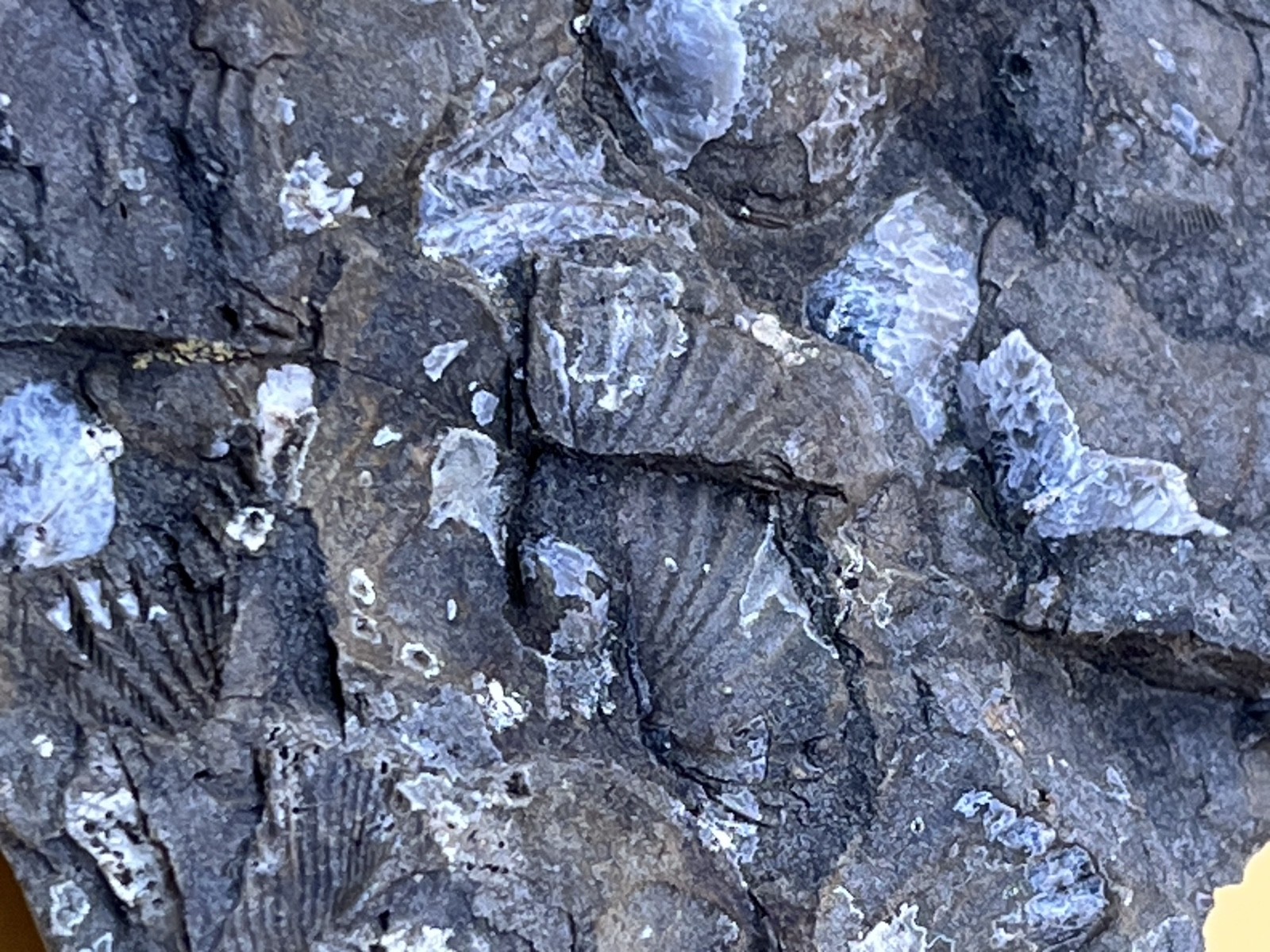 Stone with Dozens of Brachiopod/Scollop Sea Shell Fossils