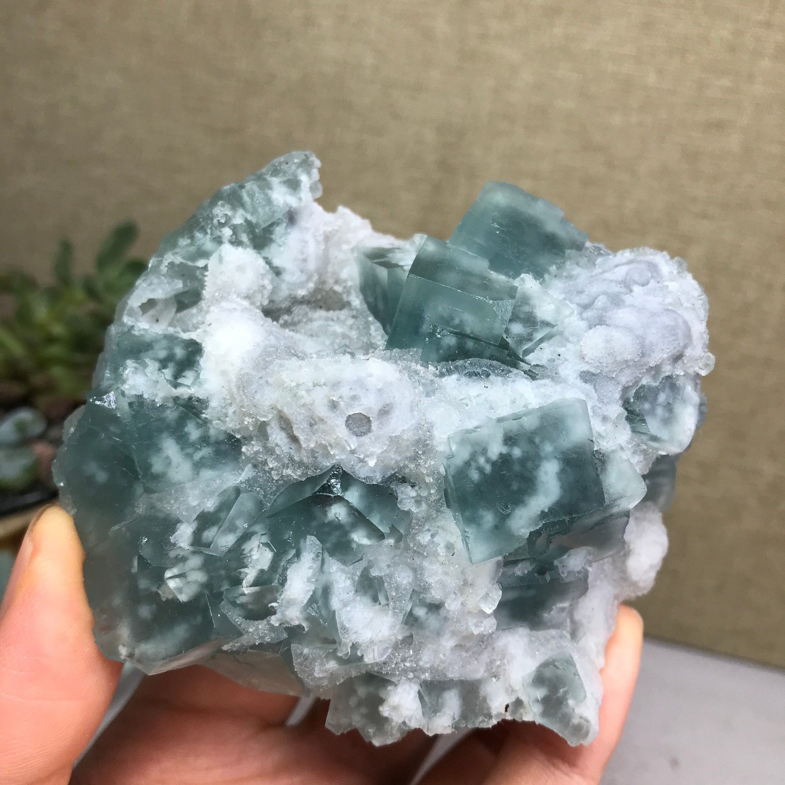 271g NATURAL Green Cubic FLUORITE paragenesis Crystal Cluster Specimen A4776