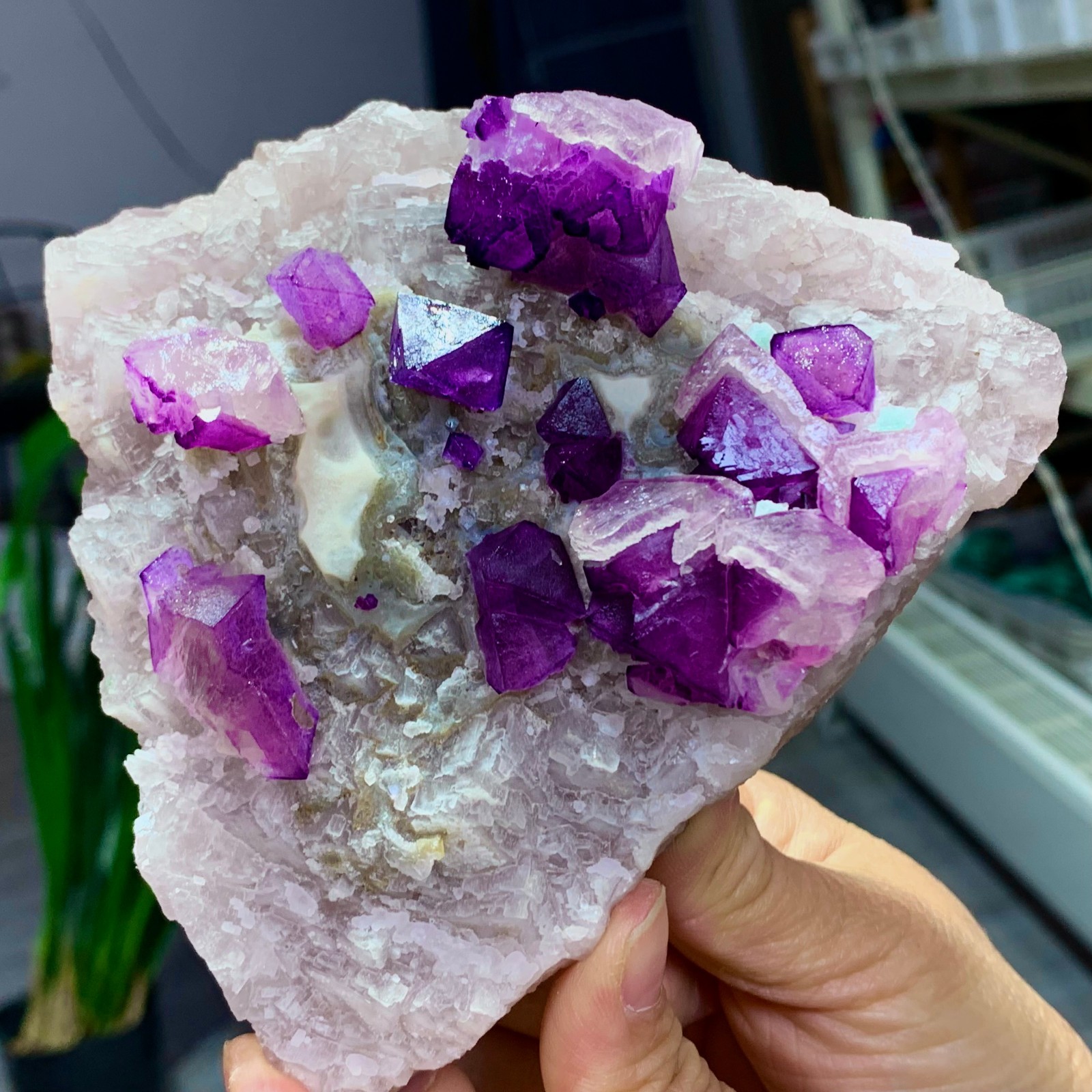 1.76LB Natural purple cubic fluorite mineral crystal sample/China