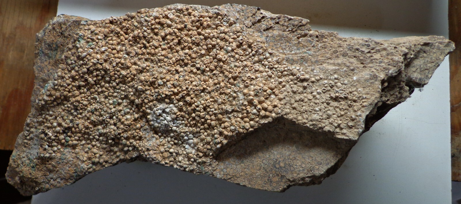WRG – Oolite rough 9 Pounds 9.7 Oz Wyoming Specimen Sand Rock