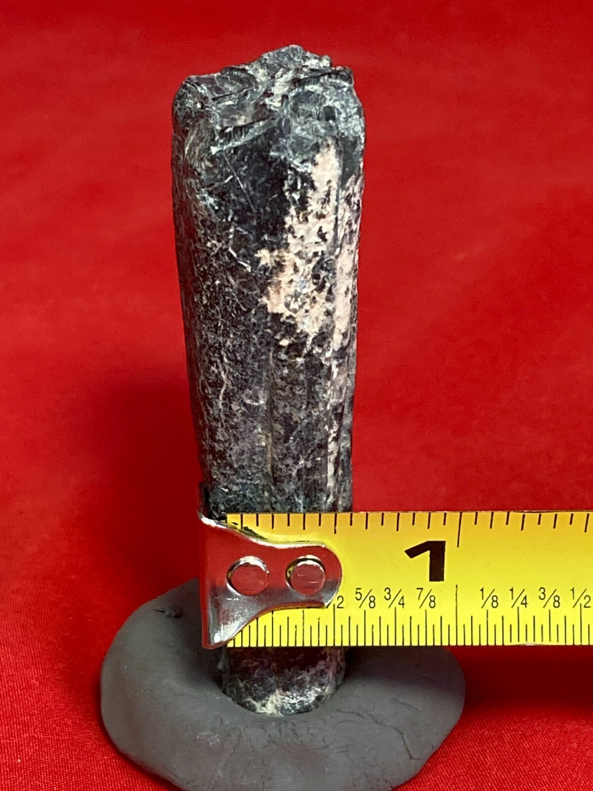 Fossil Tooth on Clay Stand about 3×1 inch from Florida Kids love these D76