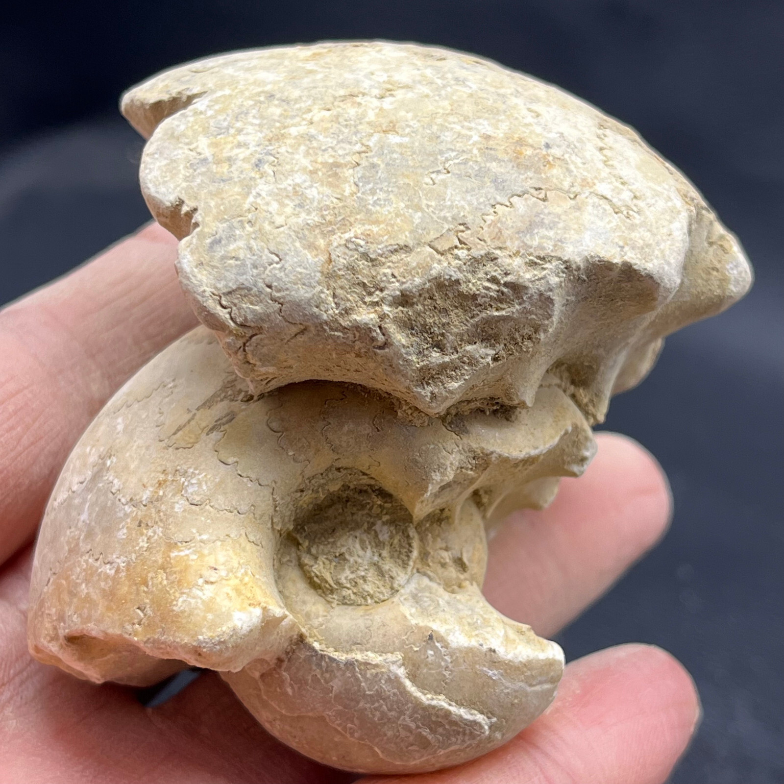 227G Natural conch specimens from Madagascar Rough without any treatment V18