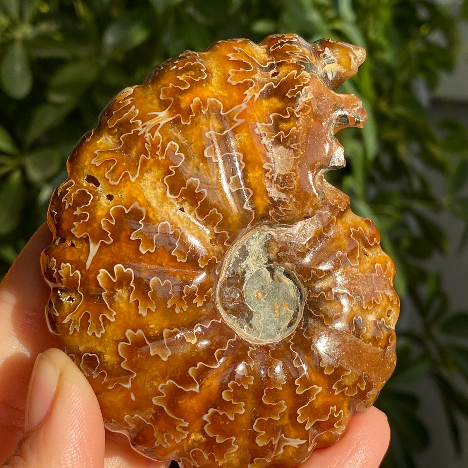 200g Top Natural Horn Screw Fossil Ammonite Conch Crystal Specimen Healing