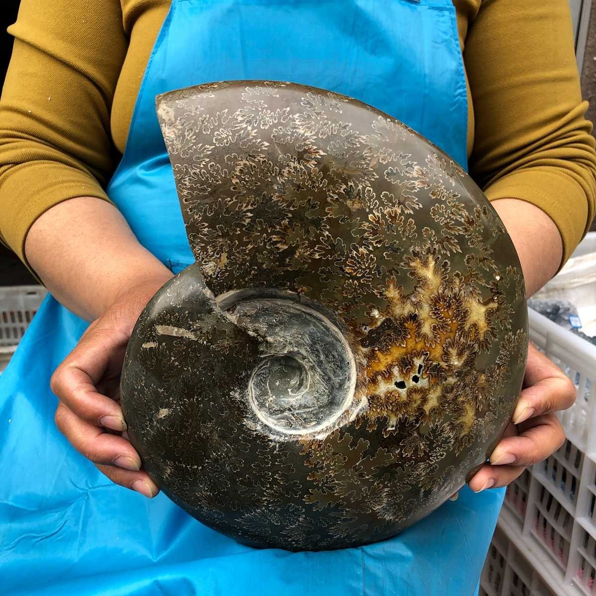 7.19LB Large Natural Beautiful Ammonite Fossil Conch Crystal Specimen Healing