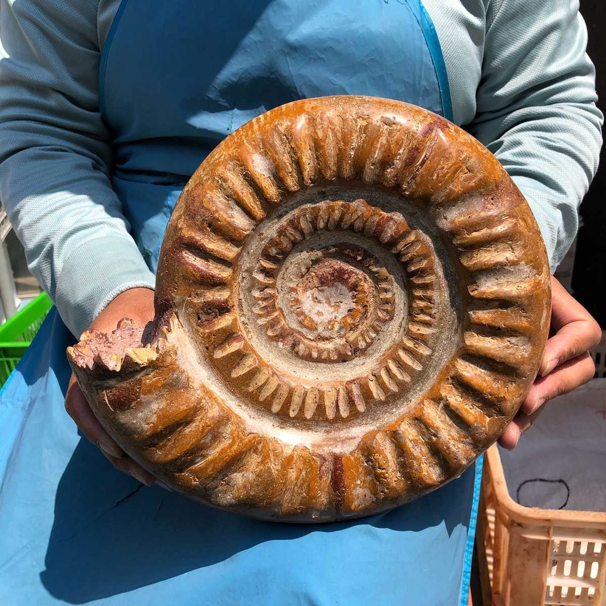 9.96LB Large Natural Beautiful Ammonite Fossil Conch Crystal Specimen Healing