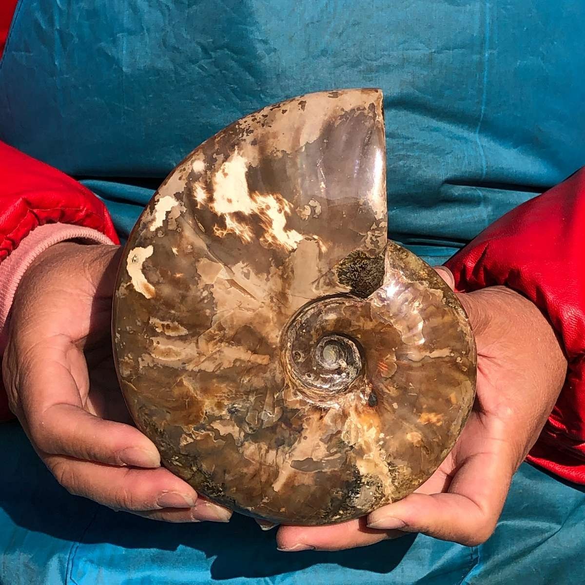 2pcs 3.65LB Natural Horn Screw Fossil Ammonite Conch Crystal Specimen Healing