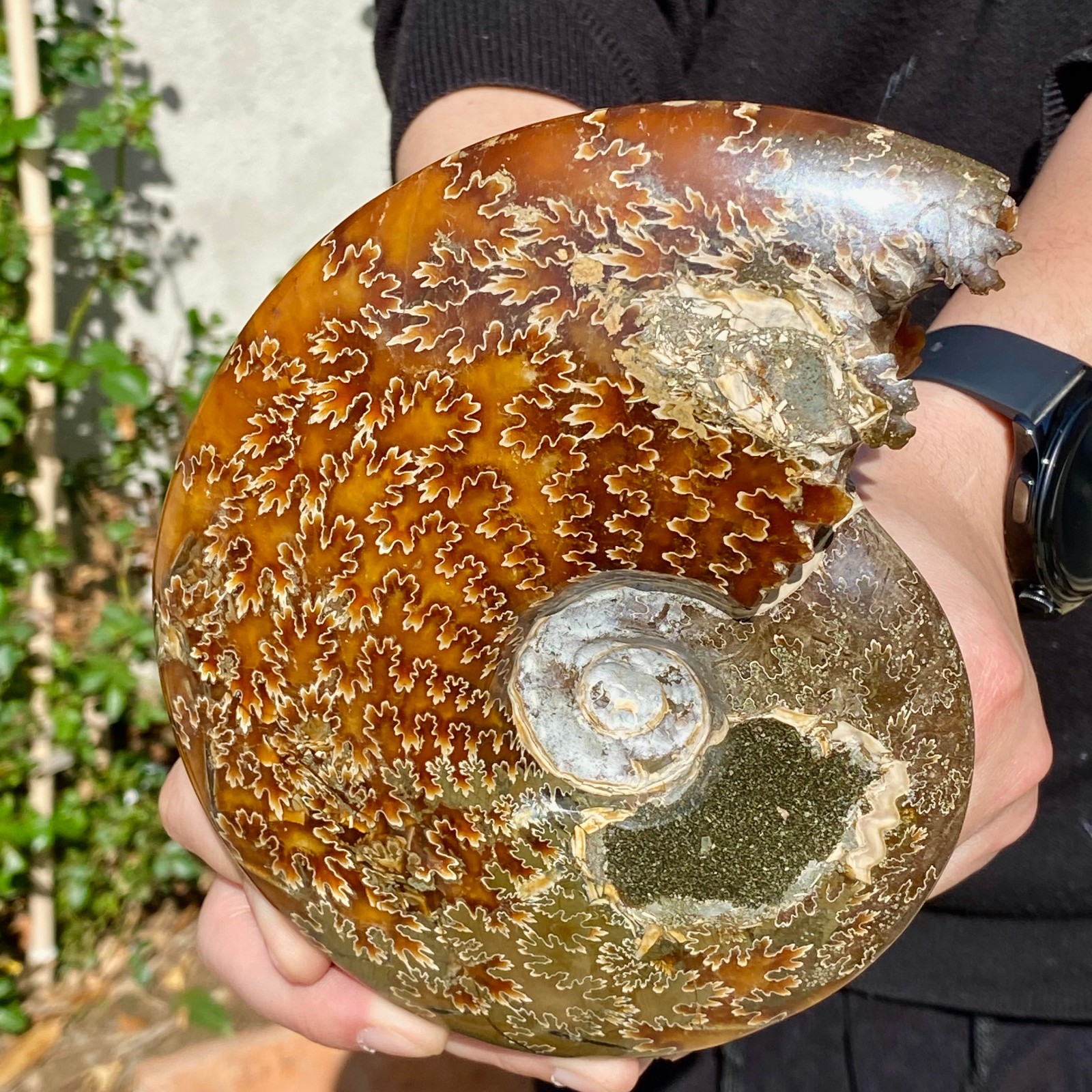 2.51LB Rare natural Natural conch fossil specimens of Madagascar
