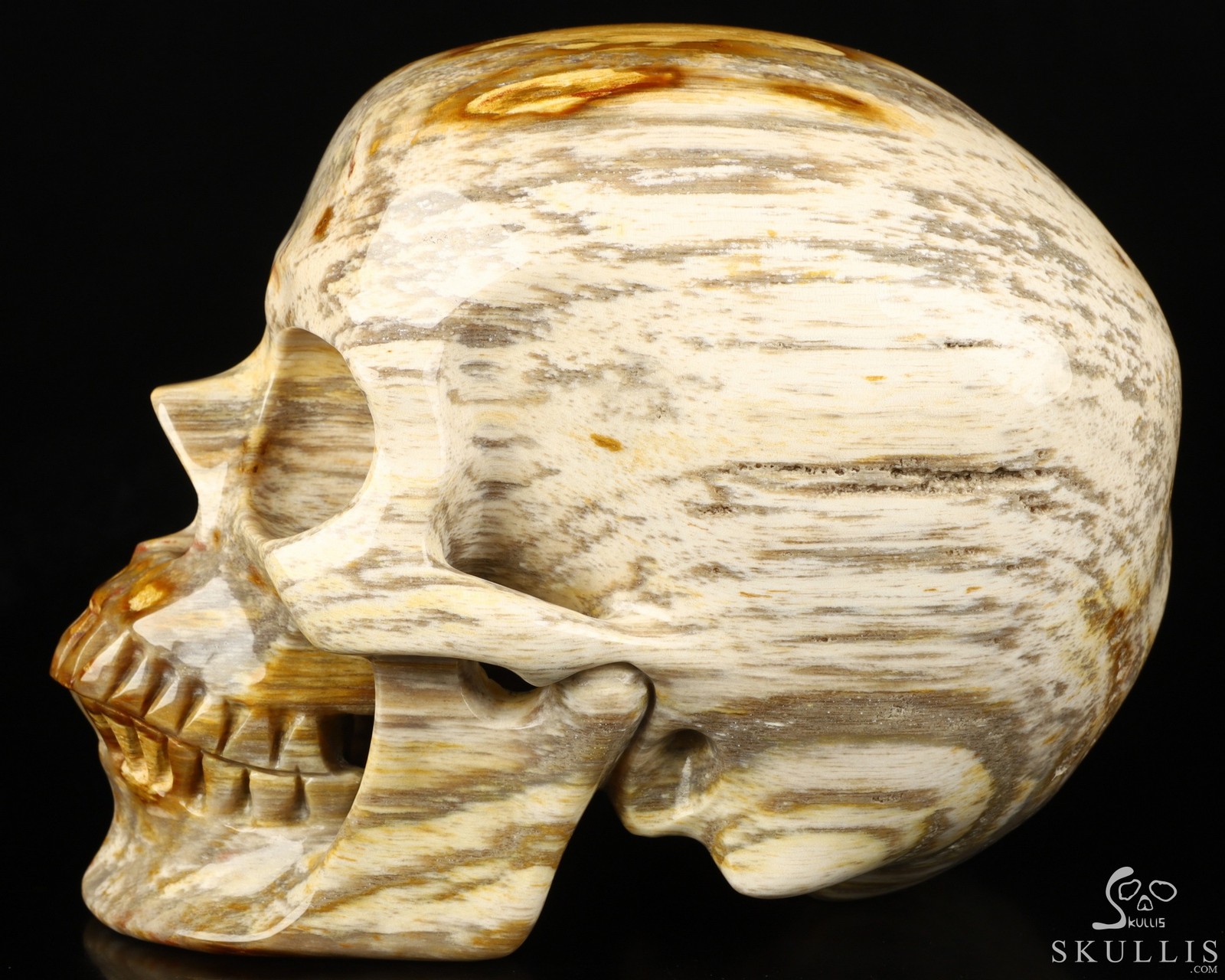 Lifesized 7.0″ Petrified Wood Carved Crystal Skull,Super Realistic, Healing