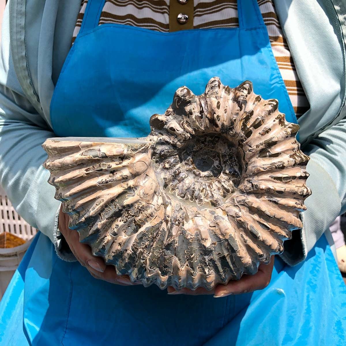 7.12LB Natural Beautiful Ammonite Fossil Conch Crystal Specimen Healing 5403