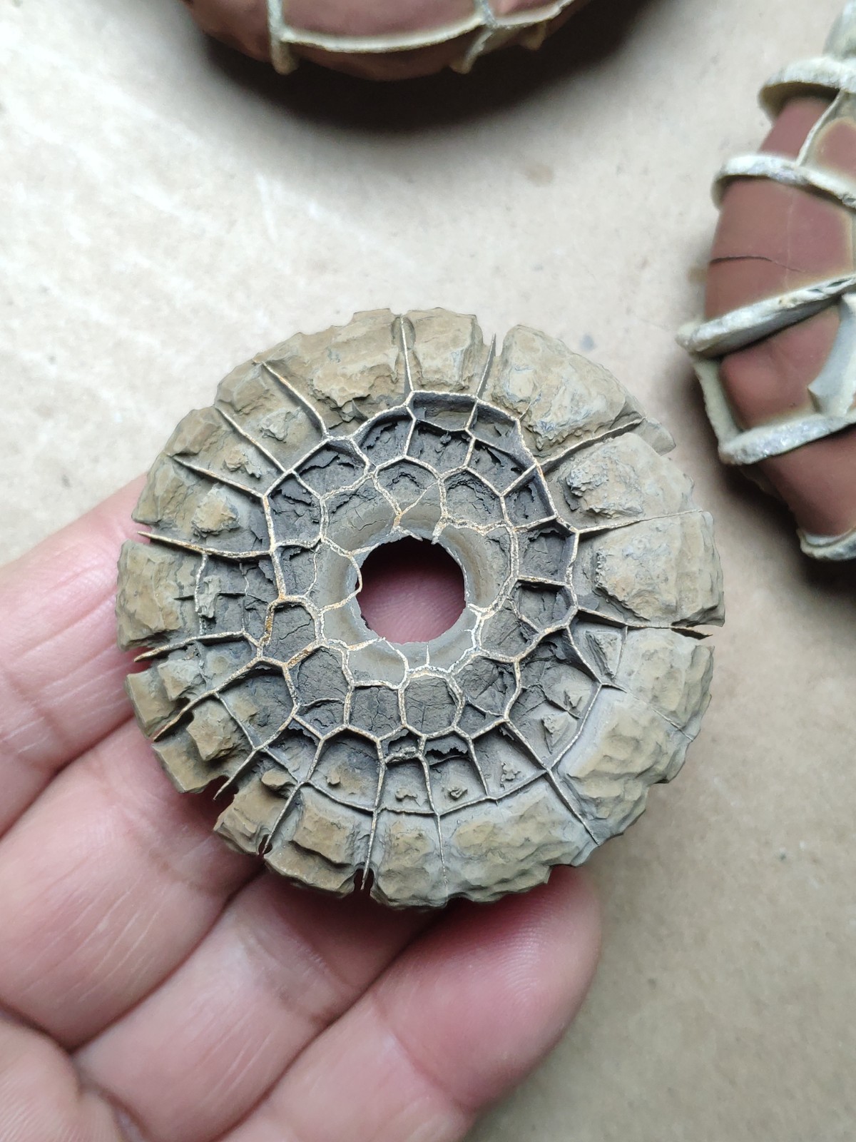 44g rare Natural tortoise back pattern stone Moire stone Specimen