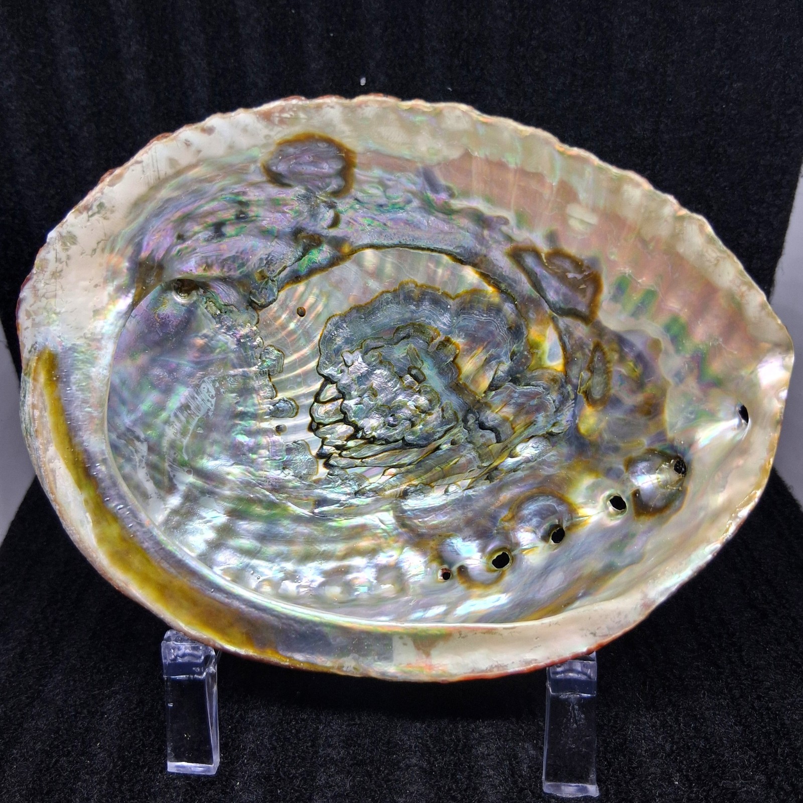 Natural Abalone Shell With Stand Large Iridescent Abalone Fossil Crystal