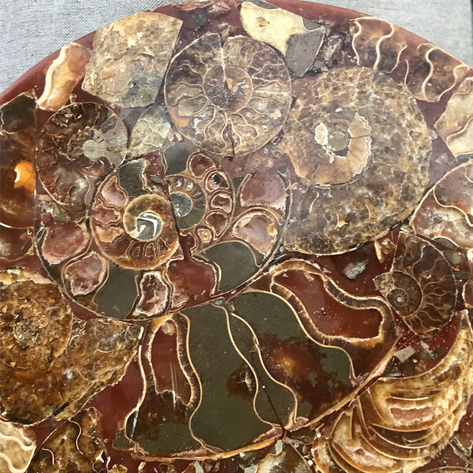 710g Natural Ammonite Disk Fossil Conch Specimen Crystal Healing Reiki