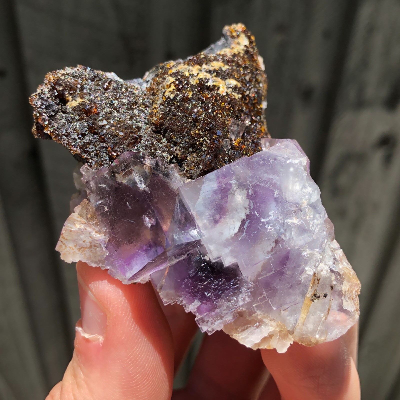 7.3cm Fluorite Crystals on Sphalerite from Minerva No. 1 Mine, Illinois, USA