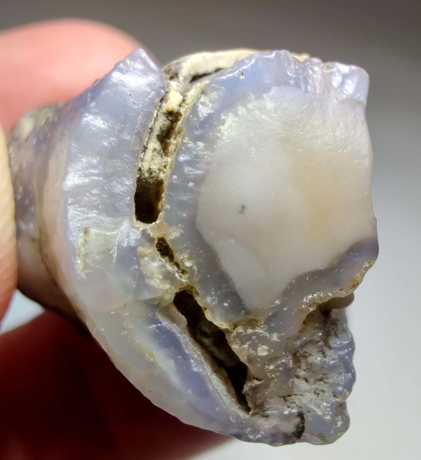 Petrified Wood, Fluorescent. Eden Valley, Wyoming. 20 grams.