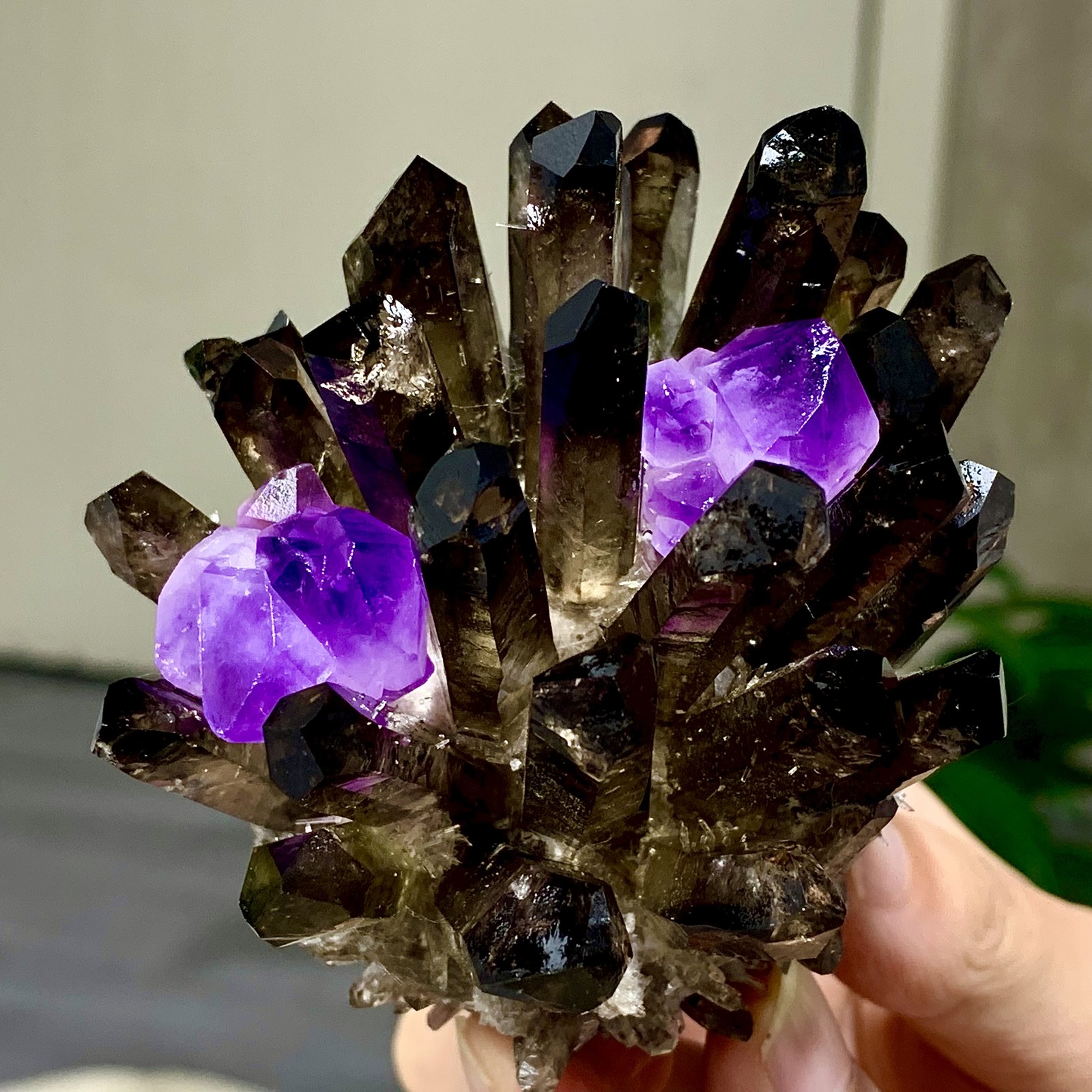 308G New Find black+purple Phantom Quartz Crystal Cluster Mineral Specimen