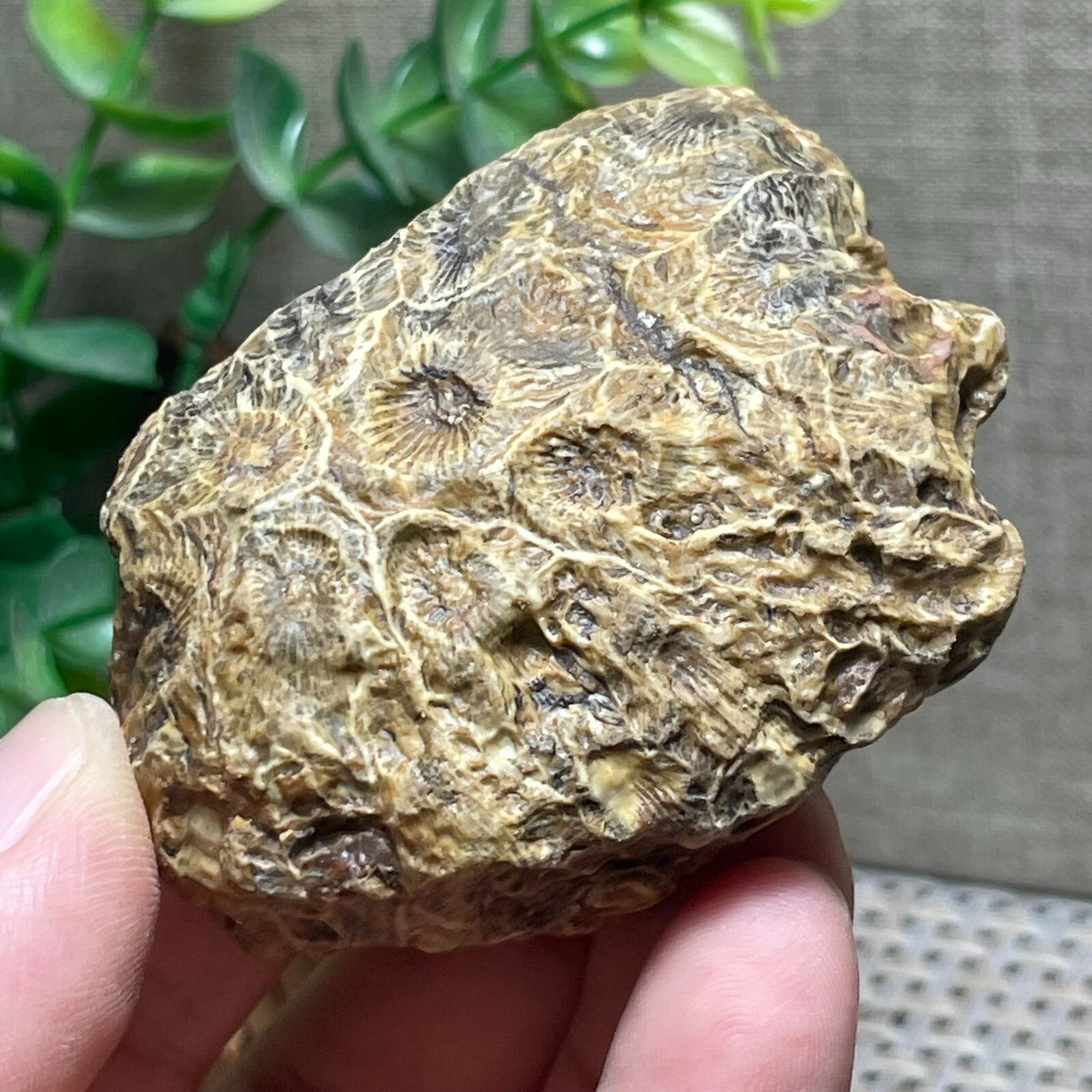 Unpolished Michigan Petoskey Stone – Hexagonaria – Coral stone 110g A56