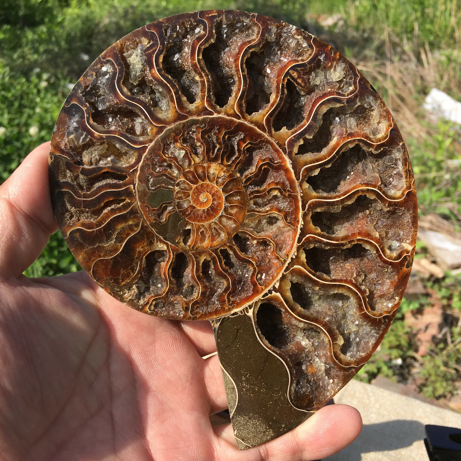 A Pair of Natural Ammonite Fossil Conch Crystal Specimen Healing+stand 2PC