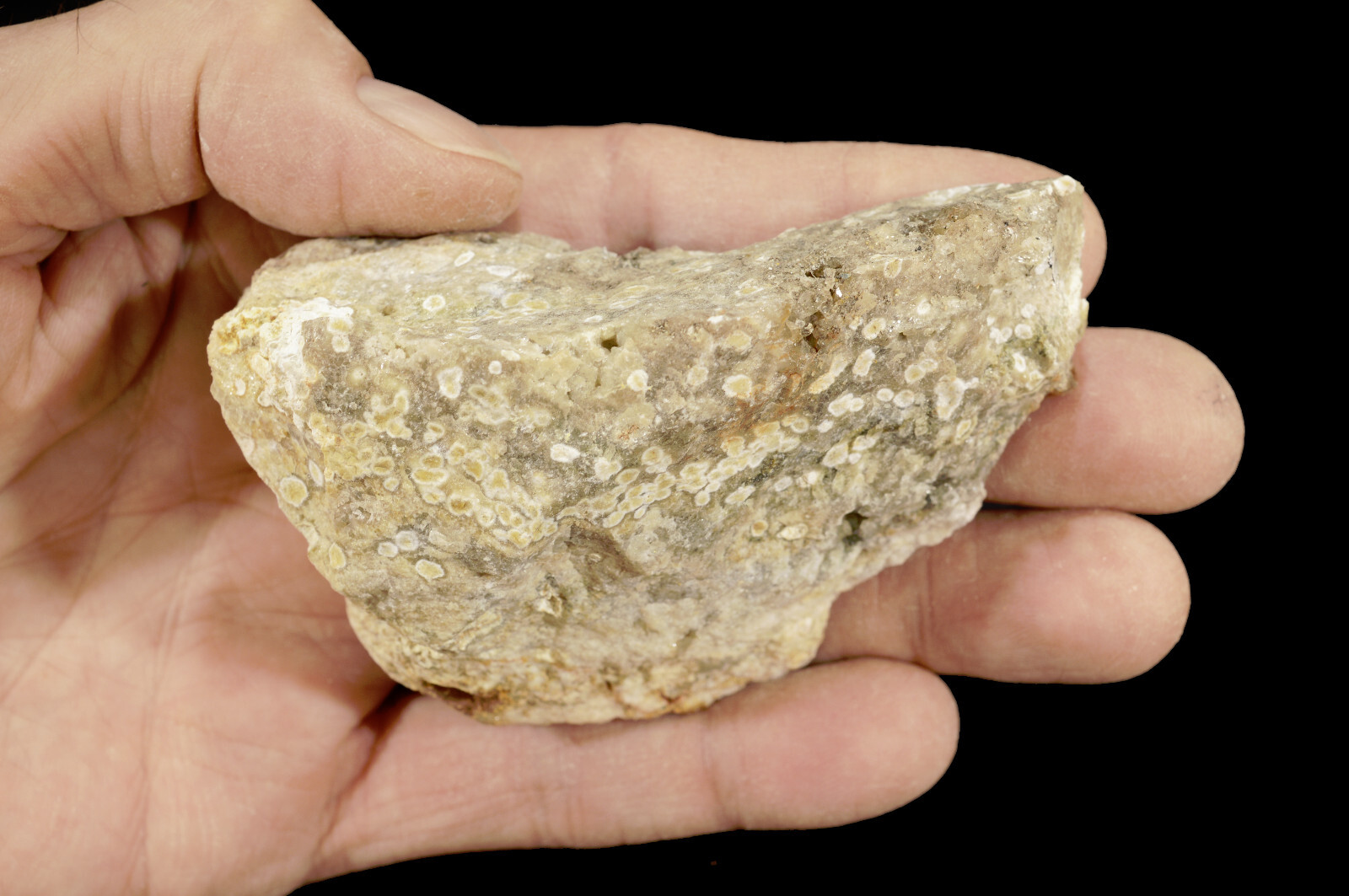 SCRIPT FOSSIL JASPER 3 1/2″ x 2 1/2″ 8 Oz Lapidary Rock Minerals Healing Crystal