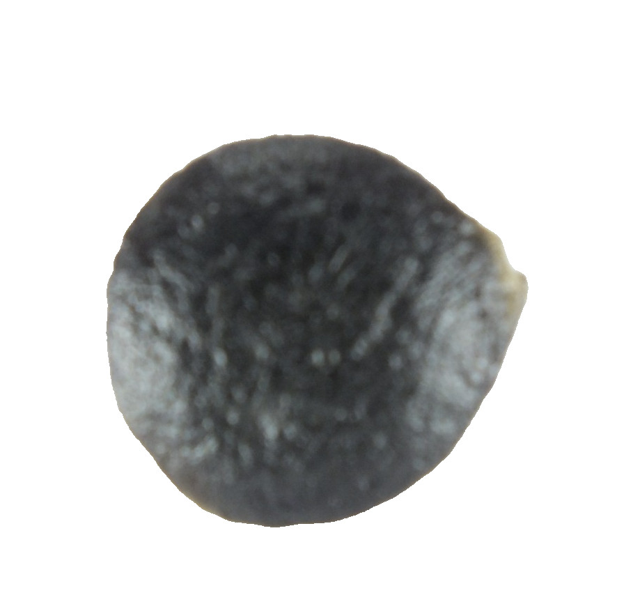 Australite Tektite, Sandpit nr Port Campbell. Victoria Australia (EA10444) Boxed