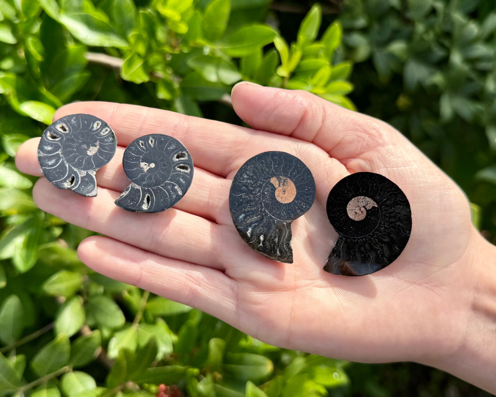 Black Ammonite Fossil Pairs From Madagascar (Natural Opalized Ammonite Pairs)