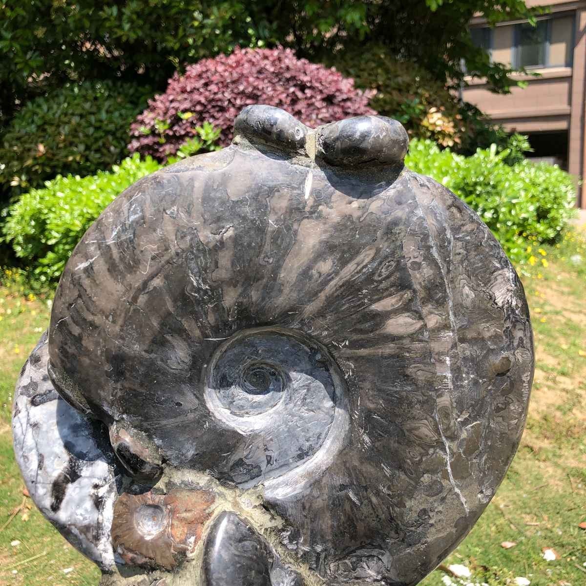 15.24LB Natural Beautiful Ammonite Fossil Conch Crystal Specimen Healing 5100