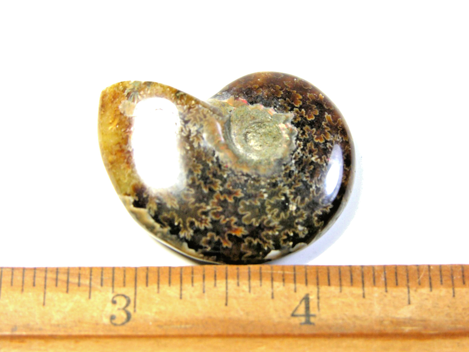 Ammonite fossil polished 1 1/2″ + showing suture &fire Madagascar ms35