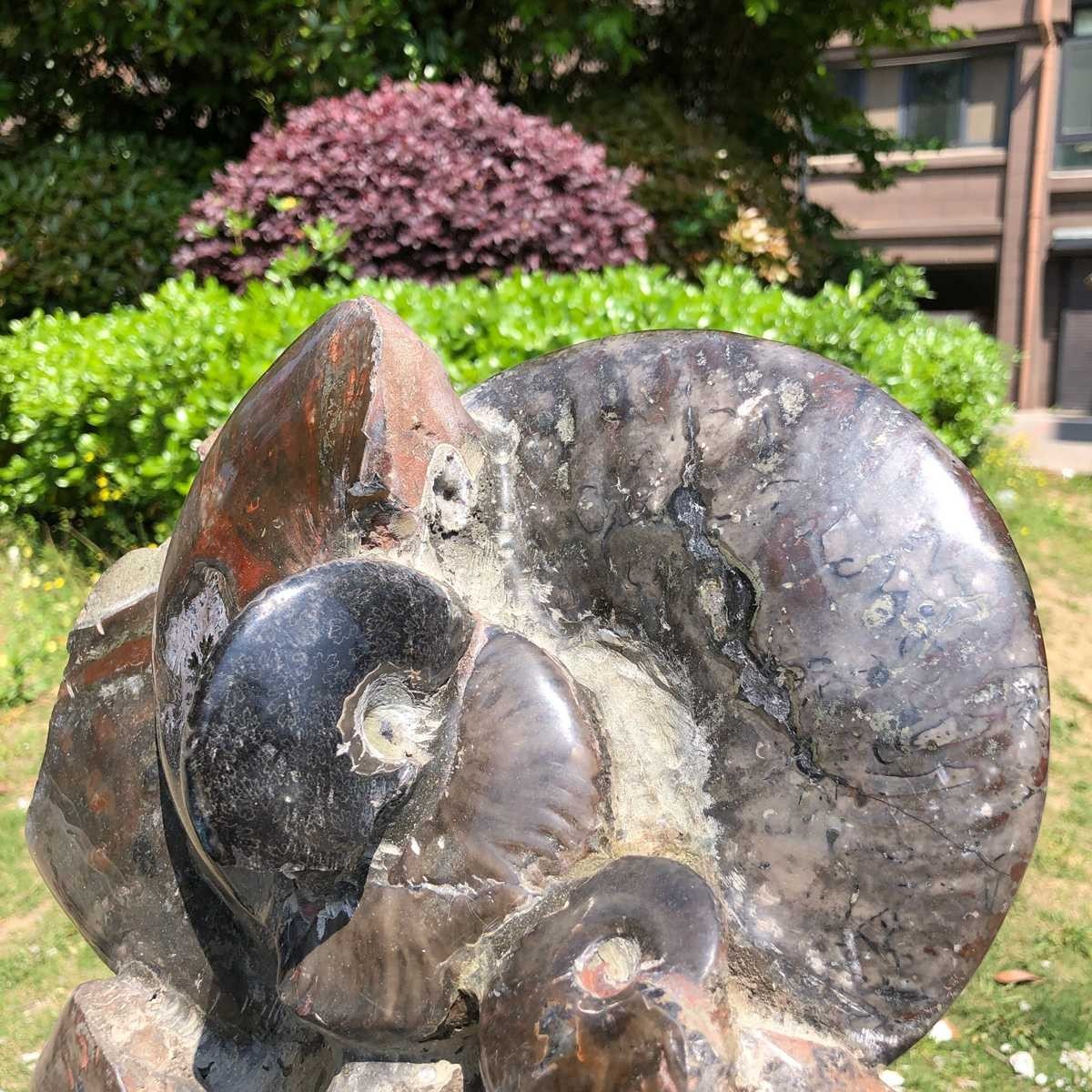 18.15LB Natural Beautiful Ammonite Fossil Conch Crystal Specimen Healing 5101