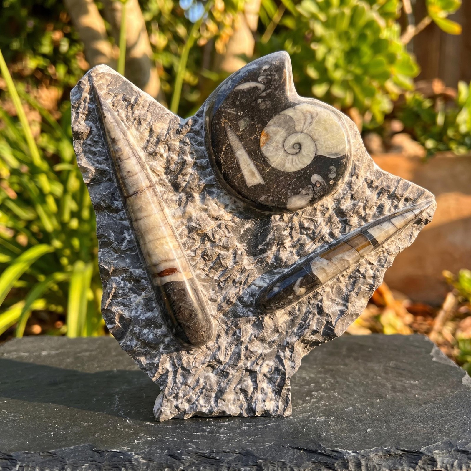 Orthoceras and Ammonite Fossil Stone Display Carving Natural Genuine Fossils