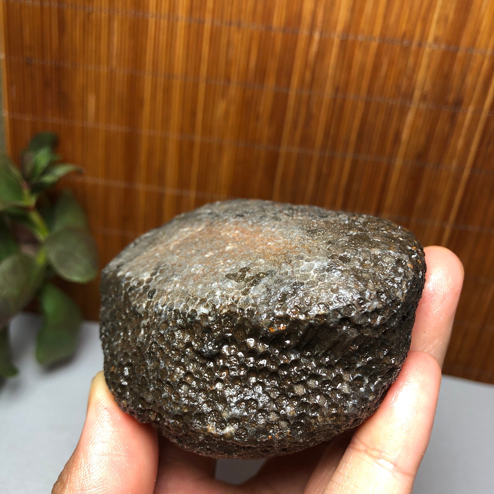 73mm Rare Rugose Coral Slab original Actinocyathus Morocco 291g AA9419